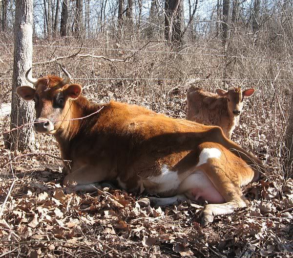 Joan had a....... - Cattle