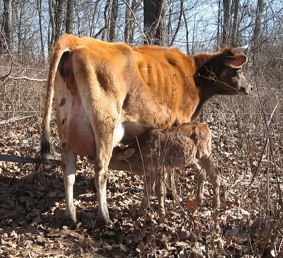 Joan had a....... - Cattle