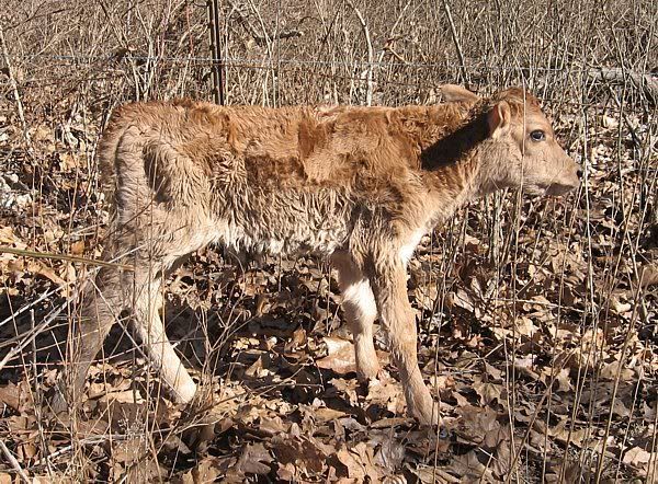 Joan had a....... - Cattle