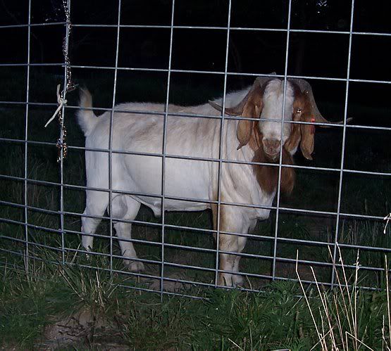 How about a "then and now" thread?? - Goats