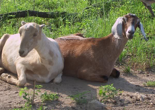 Breeding question - Goats