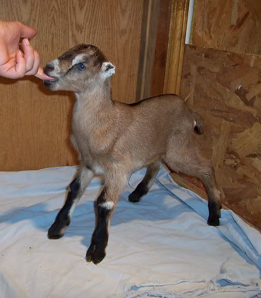 Anyone have LaMancha/Nubian cross? - Goats