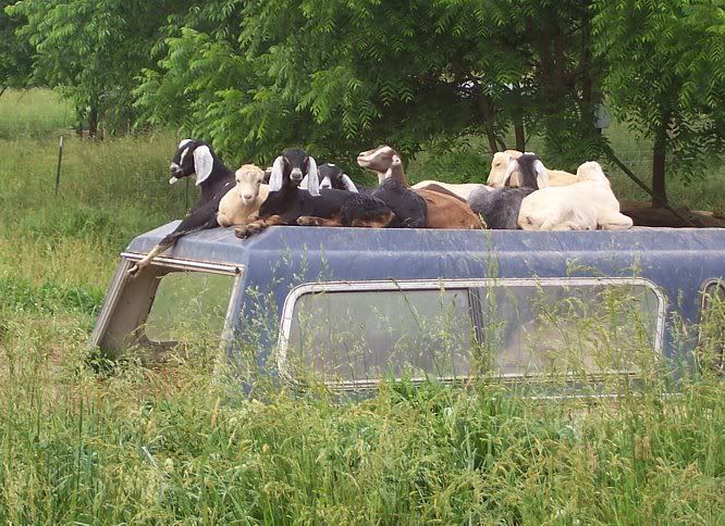 Construction ideas using pickup topper - Homesteading Questions