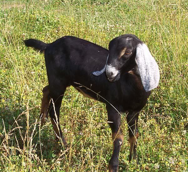 A few kids left..... - Goats