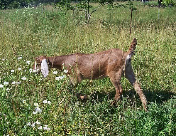 A few kids left..... - Goats