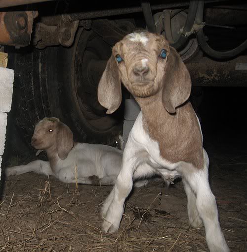 Up on doe watch and bored..... - Goats