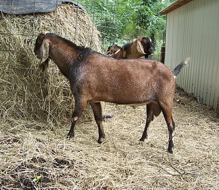 How about a "then and now" thread?? - Goats