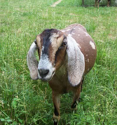 Bred Milking does for sale - Goats