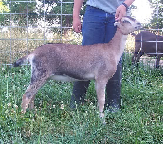 A few kids left..... - Goats