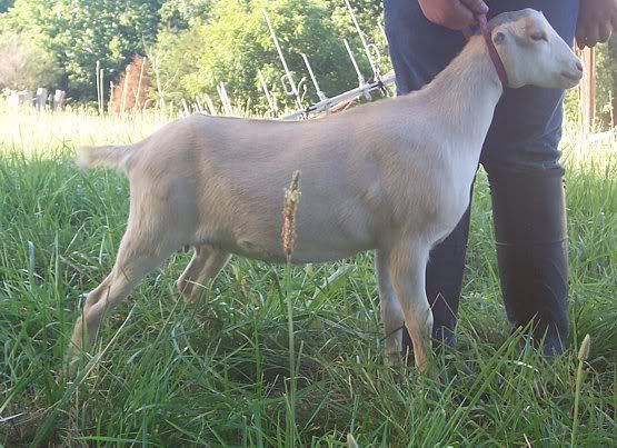 A few kids left..... - Goats