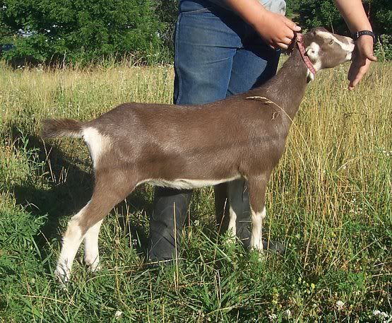 A few kids left..... - Goats