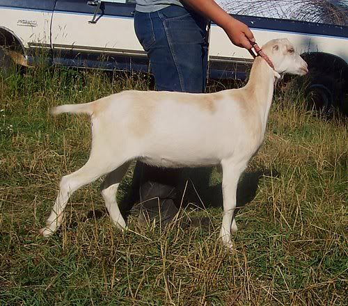 A few kids left..... - Goats