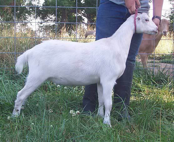 A few kids left..... - Goats