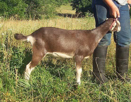 A few kids left..... - Goats