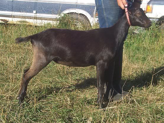 A few kids left..... - Goats