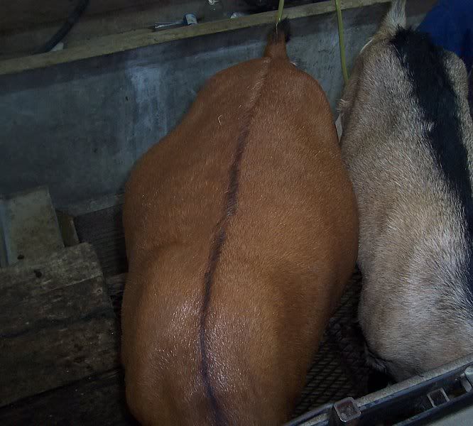 Harking back to previous thread...Good rumens vs poor - Goats