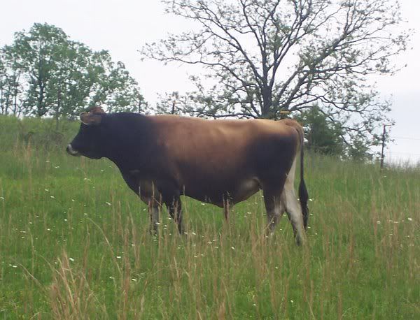 Bred milk cow for sale-MO - Cattle