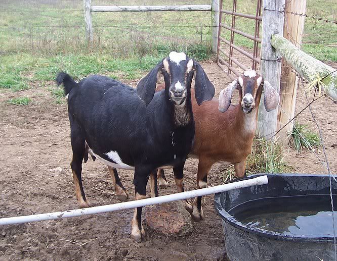 Like Mother, Like Daughter... - Goats