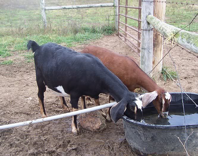 Like Mother, Like Daughter... - Goats