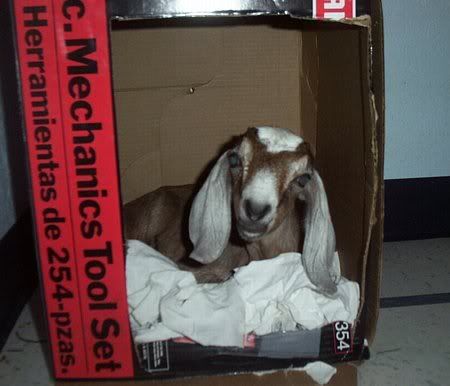 How about a "then and now" thread?? - Goats