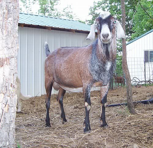 Buck Pictures - Goats