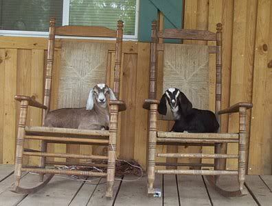 How about a "then and now" thread?? - Goats