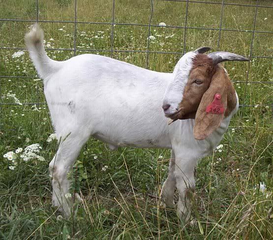 How about a "then and now" thread?? - Goats