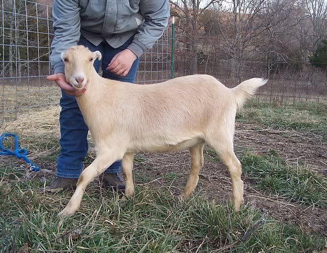 Are Nubian/Lamancha crosses good milkers - Goats