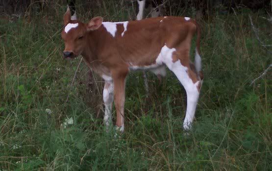 Bred milk cow for sale-MO - Cattle