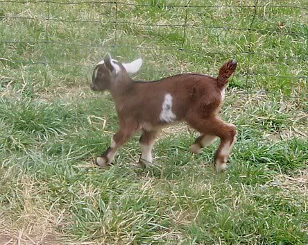 Okay, I want to try this too! - Goats