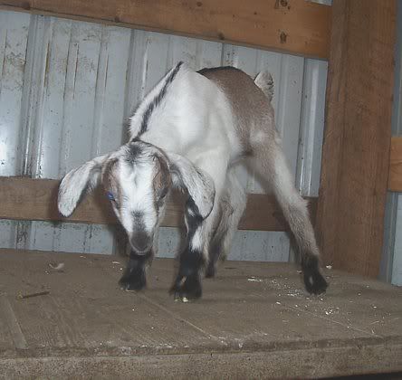 Dilemma over breeding issue - Goats