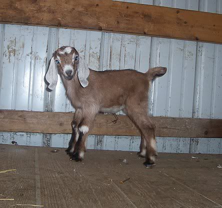 Dilemma over breeding issue - Goats