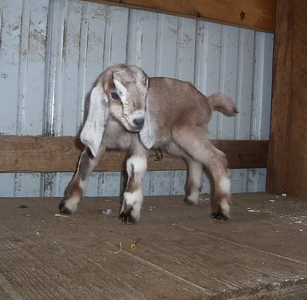 Dilemma over breeding issue - Goats