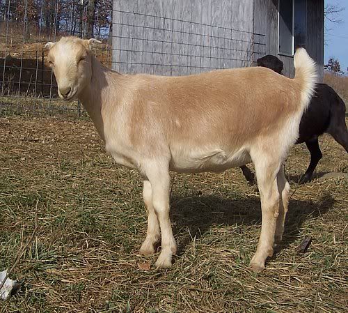 Are Nubian/Lamancha crosses good milkers - Goats