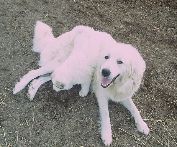 Pyrs vegging it. - Goats