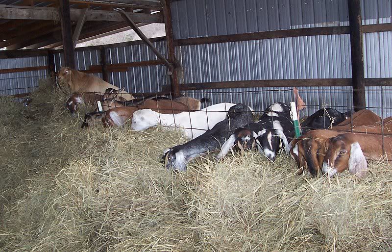 Kid fever coming on...baby bellies! - Goats