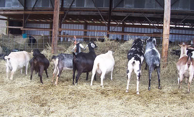 Kid fever coming on...baby bellies! - Goats