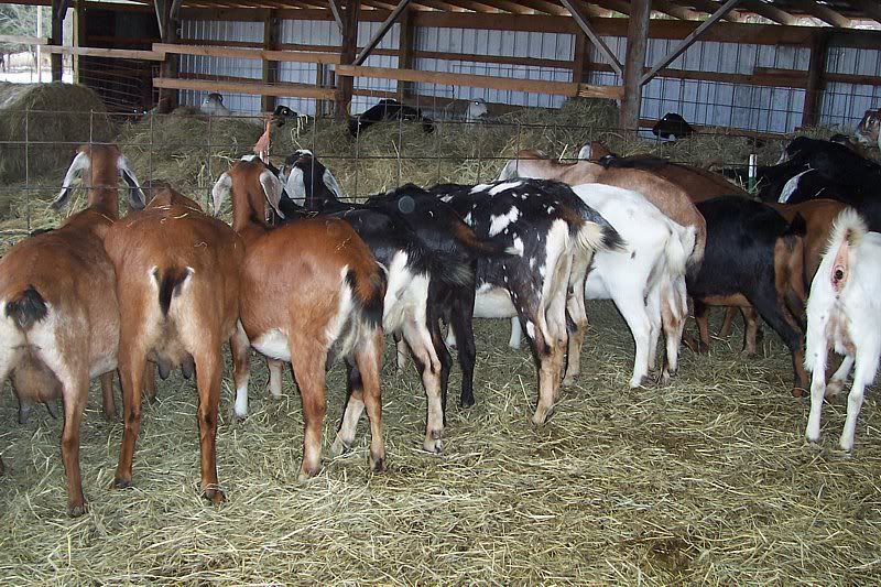 Kid fever coming on...baby bellies! - Goats