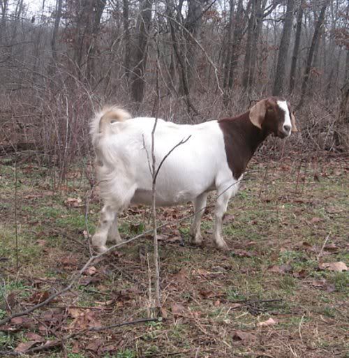 Miracle did it first! - Goats