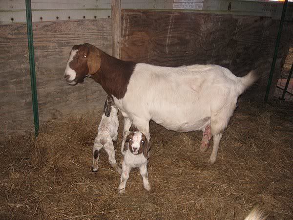 Miracle did it first! - Goats