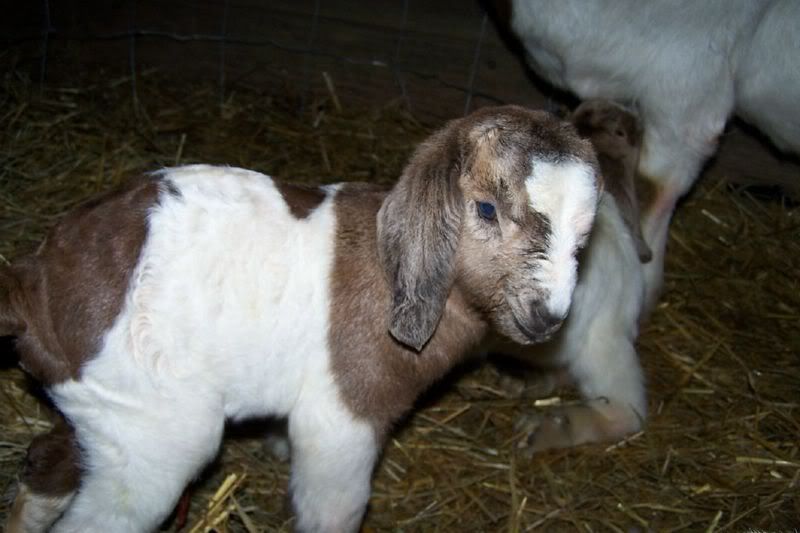 Pics of Miracles kids(posting for Christij) - Goats