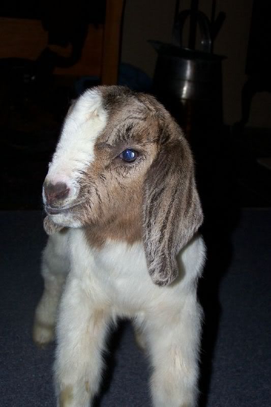 Pics of Miracles kids(posting for Christij) - Goats