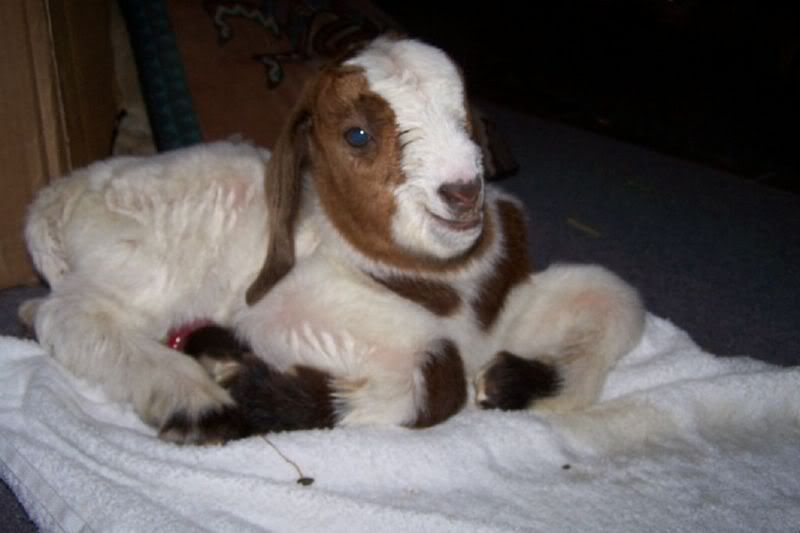 Pics of Miracles kids(posting for Christij) - Goats