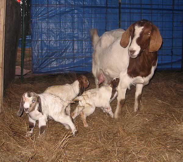 Miracle did it first! - Goats