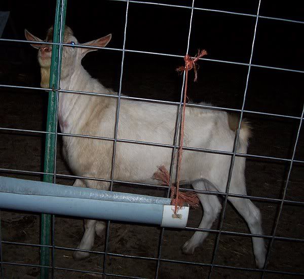 My Saanan Boys and the Doelings..... - Goats