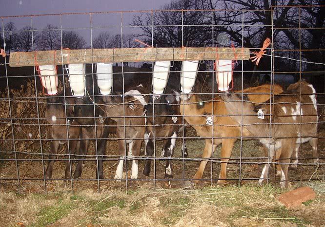 Weather change - Cattle