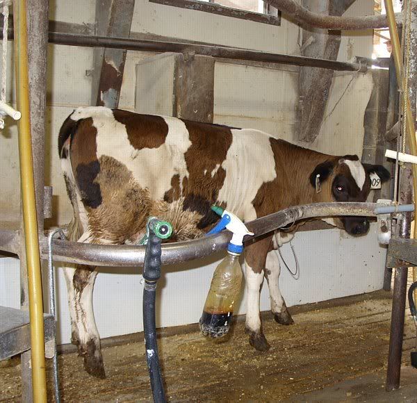 Training the heifers. - Cattle