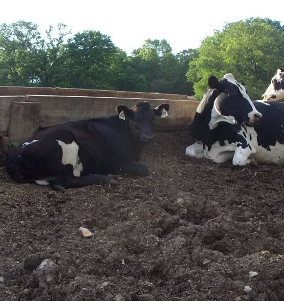 Jersey/Holstien Heifers for Sale-MO - Cattle