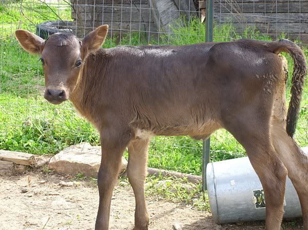 Dairy Heifers 4-Sale-Mountain View, MO. - Cattle