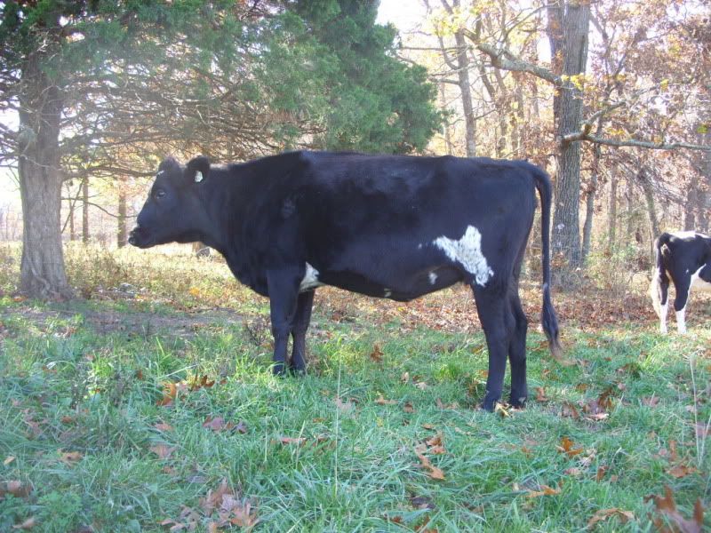 Bred Heifers For Sale-Jersey, Holstien. - Cattle